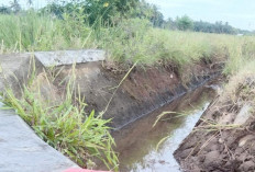 Akses JUT Dan Saluran Irigasi Kurang Memadai Jadi Keluhan Petani