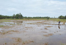 Tahapan Menanam Padi Hingga Hasil Panen Melimpah Ruah