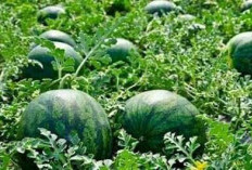 Peluang Bisnis Semangka: Ide Kreatif untuk Meraup Untung dari Buah yang Digemari!