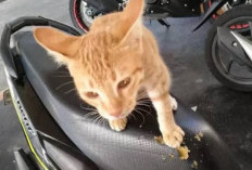 Heran Prilaku Kucing  Suka Mencakar Dan Menggigit Perabotan Di Rumah, Coba Lakukan 3 Trik Berikut