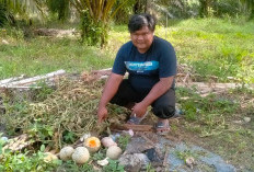 Dihantam Hama Lalat Buah, Petani Melon Padang Gading Gagal Panen