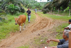 Diliarkan, Sapi Kerap Menimbulkan Konflik Sosial