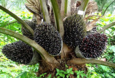 Memilih Bibit Sawit Unggul, Panduan Menuju Produktivitas Optimal