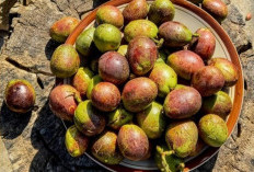 Matoa: Permata Papua dengan Segudang Manfaat Kesehatan