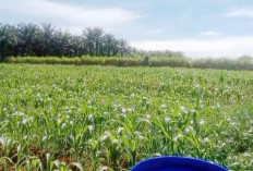 Tanaman Jagung Tumbuh Subur, TPKK Kota Praja Optimis Hasil Maksimal 