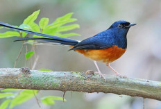 Merawat Murai Batu dari Hutan dan dari Tangkaran Melatih Kesabaran