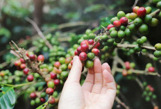 2 Versi Sejarah Orang yang Pertama Menemukan Buah Kopi Biarawan Atau Kaldi?