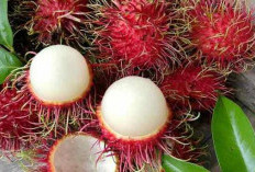 Waspada! Ini 6 Kelompok Orang yang Sebaiknya Tidak Mengonsumsi Rambutan