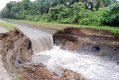 Irigasi Primer DI Manjuto Kanan Jebol, 720 Hektar Sawah Terancam Gagal Panen