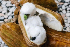 Ice Cream Bean (Buah Salju), Manisnya Keajaiban Hutan Hujan