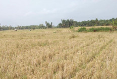 Pasca Panen, Lahan Sawah Ditelantarkan