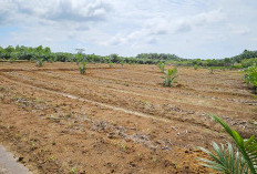 Tanam Sawit di Lahan Cetak Sawah, Bisa Dipenjara 5 tahun dan Denda Rp1 Miliar