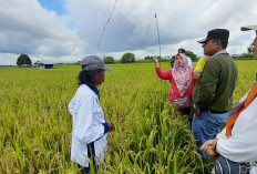 PPL Bakal Menjadi Pegawai Kementan