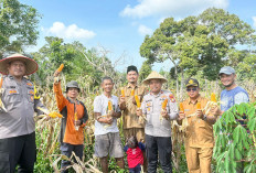 Tak Masuk Kriteria Lomba, Hasil Panen Sadesahe Gajah Mati Tembus 2 ton