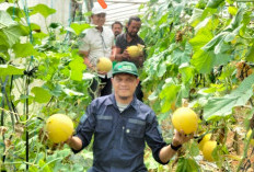 Kadis Pertanian Apresiasi Green House Kebun Melon Banjar Sari