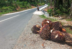 Harga Sawit Tembus Rp3 ribu per Kilogram