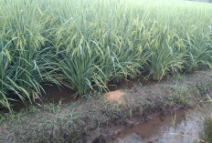 Atasi Hama Tikus Jelang Penen Padi, Ini Trik Para Petani 