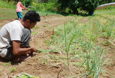 Puluhan Ton Bibit Bawang Merah Dikucurkan ke Mukomuko, Hasilnya...?