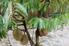 4 Alasan Durian Tanpa Aroma  Menjadi Incaran Peneliti  Di Indonesia Ini Namanya