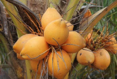 Dari Kelapa Hijau Hingga Kelapa Kopyor: Mengenal Ragam Jenis Kelapa dan Keistimewaannya!