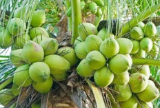 3 Nama Kelapa Dari Sabang Hingga Merauke Yang Mesti Dikenali, No 1 Raja Kelapa, Ini Kelebihaya