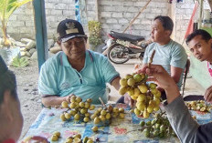 Buah Unik Dengan Tiga Varian Rasa, Banyak Tumbuh di Tanjung Mulya