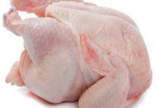 Bahaya Konsumsi Berlebihan Ayam Broiler: Memahami Risiko Kesehatan dan Dampak Lingkungan