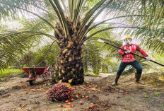 Punya Kebun Sawit Produktif Tak Ubahnya Miliki SK PNS Mudah Pinjam Uang Tanpa Ribet Tanpa Bunga
