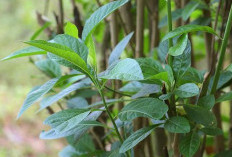Cara Menjaga Kesehatan Pankreas Melalui Asupan Herbal, Berikut Daftarnya! 