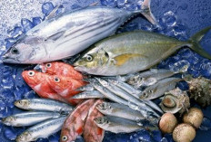 Ikan Jadi Sumber Protein Untuk di Konsumsi Sehari Hari, Ini 6 Ikan Laut yang Menyehatkan
