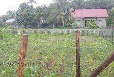 Tanaman Jagung Tumbuh Subur, Pemdes Rawa Bangun Optimis Hasil Maksimal 