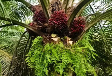Hasil Tambah Maksimal, Begini Pusingan Panen yang Efektif Pada Tanaman Sawit