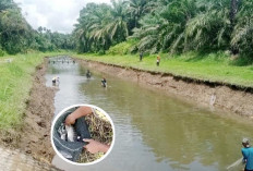 Irigasi Dikeringkan, Warga Panen Ikan 