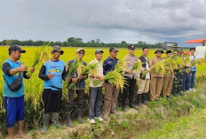 Padi Ketahanan Pangan Desa Sumber Makmur Dipanen, Dapat Hasil Melimpah 