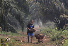 Strategi Pertanian Ramah Lingkungan untuk Sawit Berkelanjutan