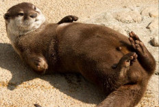 Otter: Si Lucu yang Penuh Pesona dan Misteri