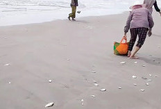Fenomena Aneh, Ikan Mati Berserakan di Sepanjang Pantai Indah Mukomuko