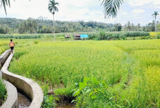 Pemerintah Perkuat Penyuluh Pertanian di Selagan Raya untuk Dukung Lambung Pangan Mukomuko