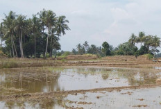 Petani di DI Manjuto Kanan Mulai Turun Sawah