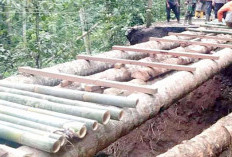 Bingung Cari Kayu Untuk Struktur Jembatan Jangan Kuatir Gunakan Balok Pohon Kelapa Ini Kelebihanya