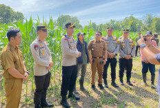 Kapolres Mukomuko Tinjau Lahan Jagung Polsek Lubuk Pinang