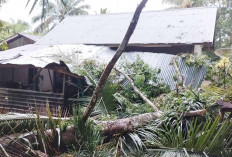 Rumah Warga Pauh Terenja Tertimpa Pohon Tumbang