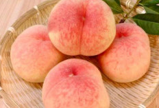 Keajaiban Buah Peach: Manfaat Kesehatan, Kelezatan, dan Fakta Menarik yang Harus Anda Ketahui