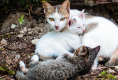 Negara Ini Penduduknya Masih Suka Makan Daging Kucing