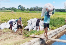 Harga Gabah di Tengkulak Terjun Bebas, Petani Diimbau Jual Ke Bulog Sesuai HPP Rp 6.500