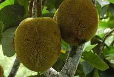 Tarap Kalimantan, Raja Buah yang Tersembunyi di Hutan Borneo