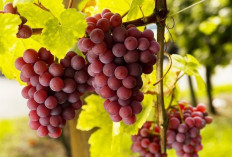 Cara Menikmati Anggur Merah yang Benar: Suhu Penyajian, Gelas, dan Makanan Pendamping!