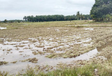 Persiapan Turun Tanam, Petani Arah Tiga Mulai Garap Sawah