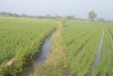 Hama Tikus Jadi Keluhan Petani Arah Tiga