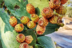  Buah Kaktus Lebih dari Sekadar Buah Liar Gurun 